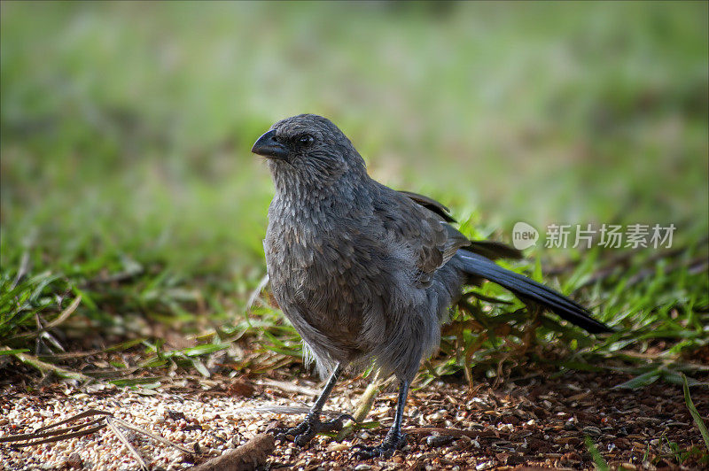 Apostlebird (Struthidea灰质)